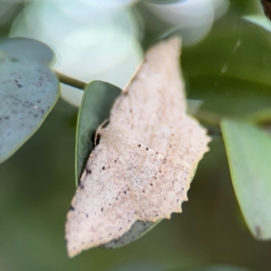 Luxiaria ochrophara at Port Macquarie, NSW - 3 Aug 2024