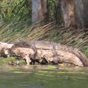 Crocodylus johnstoni at Archer River, QLD - 3 Aug 2024 11:31 AM