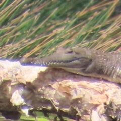 Crocodylus johnstoni at Archer River, QLD - 3 Aug 2024