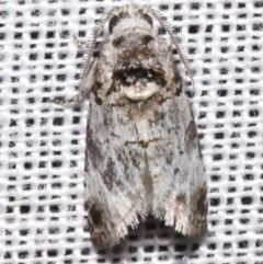 Idioses littleri at suppressed - suppressed