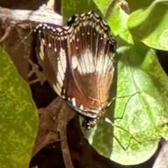 Hypolimnas bolina (Varied Eggfly) at Coen, QLD - 3 Aug 2024 by lbradley