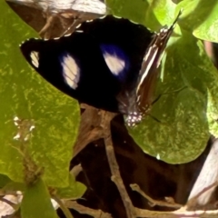Hypolimnas bolina at Coen, QLD - 3 Aug 2024 02:33 PM