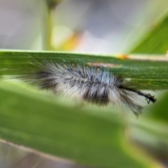 Orgyia anartoides (Painted Apple Moth) at Alison, NSW - 3 Aug 2024 by Hejor1