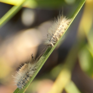 Orgyia anartoides at Alison, NSW - 3 Aug 2024