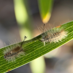 Orgyia anartoides at Alison, NSW - 3 Aug 2024