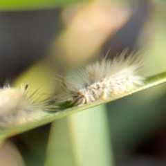 Orgyia anartoides at Alison, NSW - 3 Aug 2024