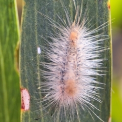 Orgyia anartoides at Alison, NSW - 3 Aug 2024