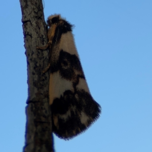 Philenora (genus) at Alison, NSW - 3 Aug 2024