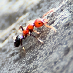 Froggattella sp. (genus) (Froglet ants) at Alison, NSW - 3 Aug 2024 by Hejor1