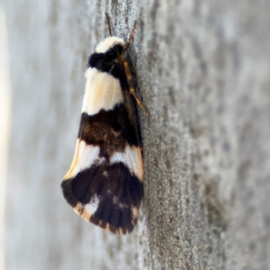 Philenora (genus) at Alison, NSW - 3 Aug 2024 02:31 PM