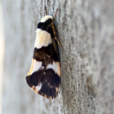 Philenora (genus) (A Tiger moth (Lithosiini)) at Alison, NSW - 3 Aug 2024 by Hejor1