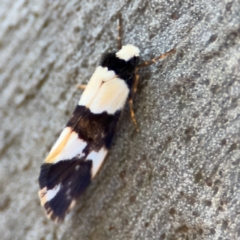 Philenora (genus) at Alison, NSW - 3 Aug 2024