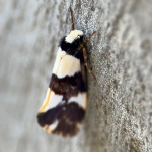 Philenora (genus) at Alison, NSW - 3 Aug 2024