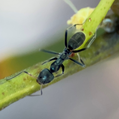 Iridomyrmex sp. (genus) (Ant) at Alison, NSW - 3 Aug 2024 by Hejor1