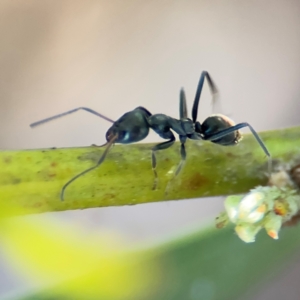 Iridomyrmex sp. (genus) at Alison, NSW - 3 Aug 2024 02:31 PM