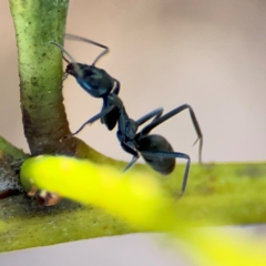 Iridomyrmex sp. (genus) at Alison, NSW - 3 Aug 2024 02:31 PM