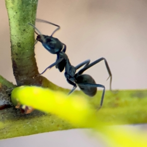 Iridomyrmex sp. (genus) at Alison, NSW - 3 Aug 2024 02:31 PM