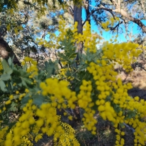 Acacia baileyana at Isaacs, ACT - 3 Aug 2024