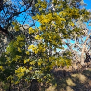 Acacia baileyana at Isaacs, ACT - 3 Aug 2024