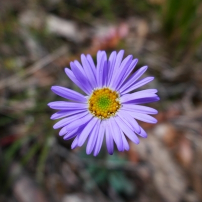 Brachyscome sp. (Cut-leaf Daisy) at Captains Flat, NSW - 6 Jan 2024 by MB