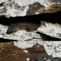 Egernia cunninghami (Cunningham's Skink) at Captains Flat, NSW - 26 Jan 2024 by MB