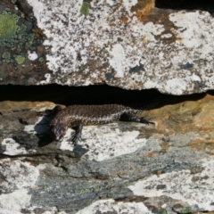 Egernia cunninghami at Captains Flat, NSW - 27 Jan 2024