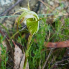 Diplodium coccinum (Scarlet Greenhood) at Captains Flat, NSW - 27 Jan 2024 by MB