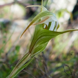 Diplodium coccinum at Captains Flat, NSW - suppressed