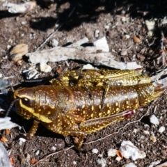 Monistria concinna (Southern Pyrgomorph) at Munyang, NSW - 25 Mar 2024 by MB