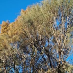 Allocasuarina verticillata at Isaacs, ACT - 3 Aug 2024