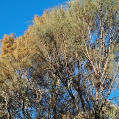 Allocasuarina verticillata (Drooping Sheoak) at Isaacs, ACT - 3 Aug 2024 by Mike