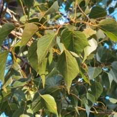 Brachychiton populneus subsp. populneus at Isaacs, ACT - 3 Aug 2024