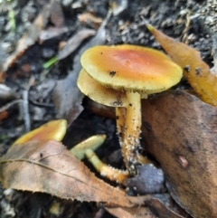 Unidentified Fungus at Palerang, NSW - 15 May 2024 by MB