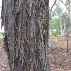 Pogona barbata (Eastern Bearded Dragon) at Greenleigh, NSW - 30 Dec 2016 by MB