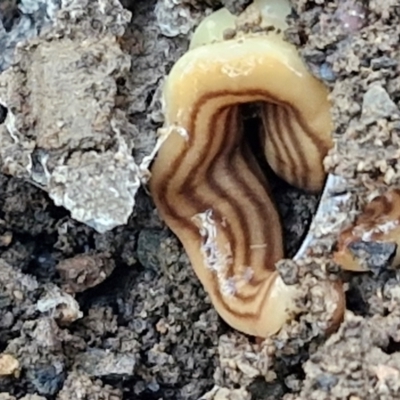 Fletchamia quinquelineata (Five-striped flatworm) at Greenwich Park, NSW - 3 Aug 2024 by trevorpreston