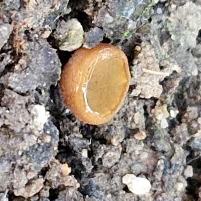 Aleuria sp. (genus) (An Orange peel fungus) at Greenwich Park, NSW - 3 Aug 2024 by trevorpreston