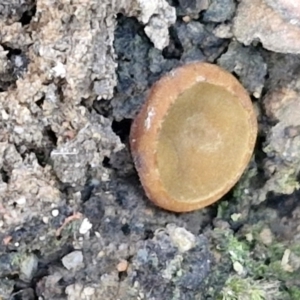 Aleuria sp. (genus) at Greenwich Park, NSW - 3 Aug 2024