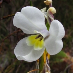 Diplarrena moraea (White Flag Iris) at Cape Pillar, TAS - 27 Nov 2016 by MB