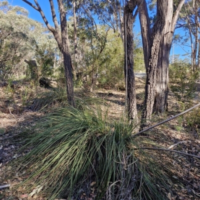 Xanthorrhoea australis at Greenwich Park, NSW - 3 Aug 2024 by trevorpreston