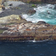 Seal-unknown species (Unidentified Seal) at Cape Pillar, TAS - 29 Nov 2016 by MB