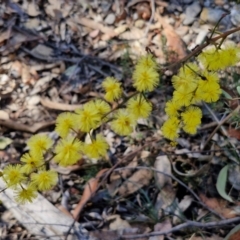 Acacia terminalis (Sunshine Wattle) at Greenwich Park, NSW - 3 Aug 2024 by trevorpreston