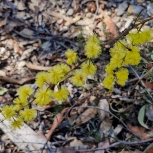 Acacia terminalis at Greenwich Park, NSW - 3 Aug 2024 02:01 PM