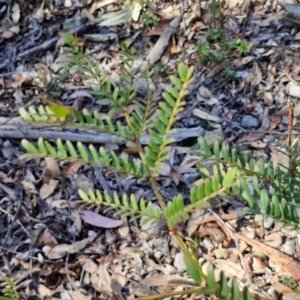 Acacia terminalis at Greenwich Park, NSW - 3 Aug 2024 02:01 PM