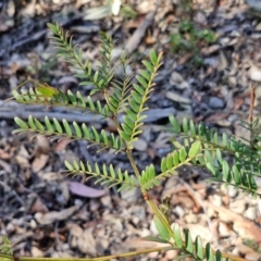 Acacia terminalis at Greenwich Park, NSW - 3 Aug 2024 02:01 PM