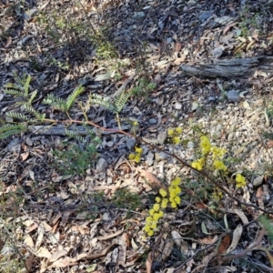 Acacia terminalis at Greenwich Park, NSW - 3 Aug 2024 02:01 PM