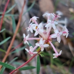 Pimelea linifolia (Slender Rice Flower) at Greenwich Park, NSW - 3 Aug 2024 by trevorpreston