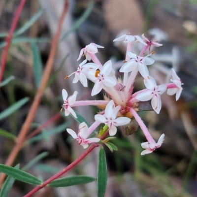 Pimelea linifolia (Slender Rice Flower) at Greenwich Park, NSW - 3 Aug 2024 by trevorpreston