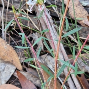 Pimelea linifolia at Greenwich Park, NSW - 3 Aug 2024