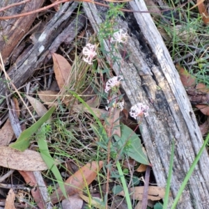 Pimelea linifolia at Greenwich Park, NSW - 3 Aug 2024