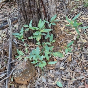 Lomatia ilicifolia at Greenwich Park, NSW - 3 Aug 2024